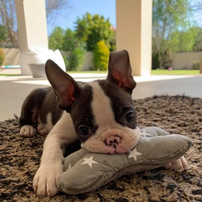 French bulldog clearance teepee